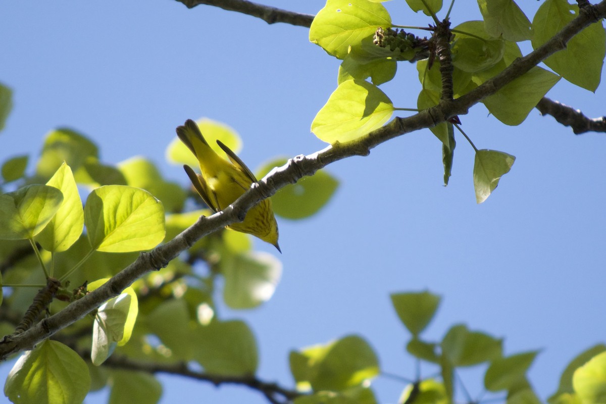 Paruline jaune - ML163916621