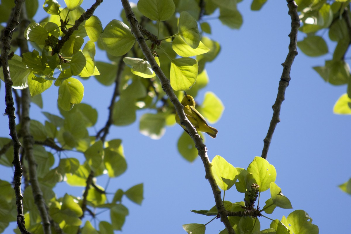 Yellow Warbler - ML163916631