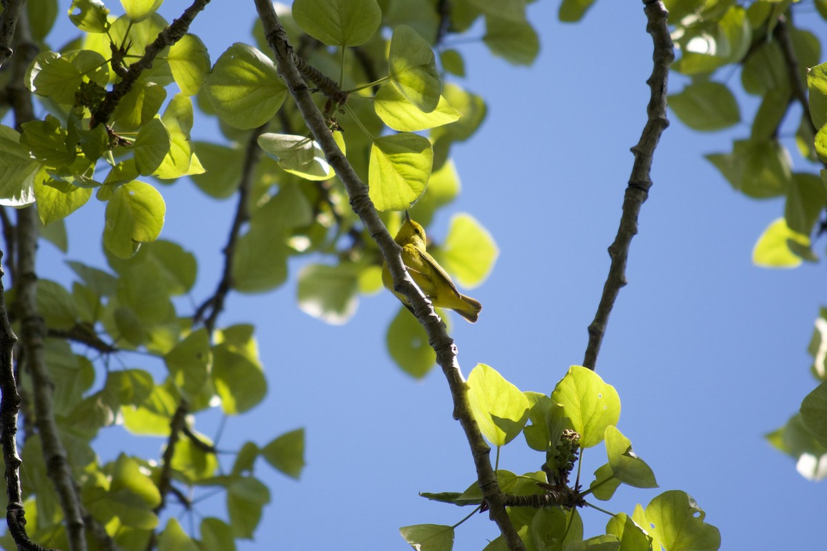 Yellow Warbler - ML163916641