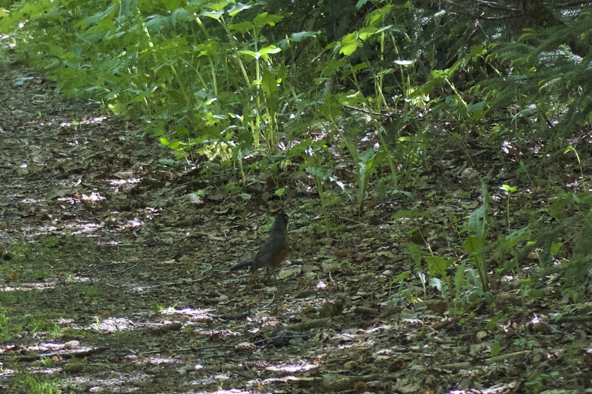 American Robin - ML163916741