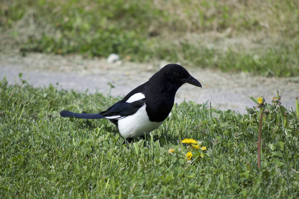 Black-billed Magpie - ML163917141