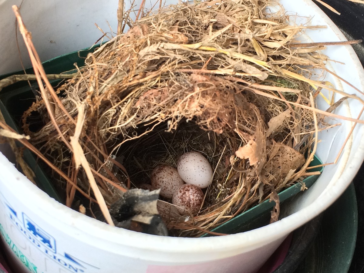 Carolina Wren - Sue Rice
