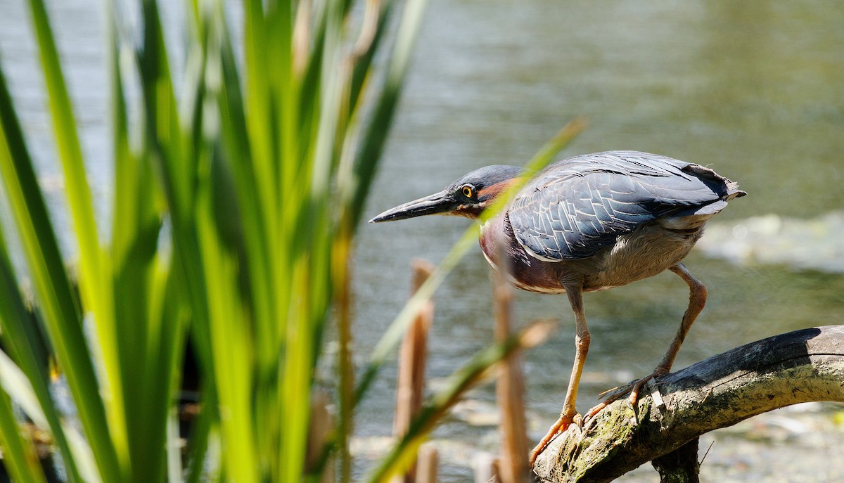 Green Heron - ML163918661