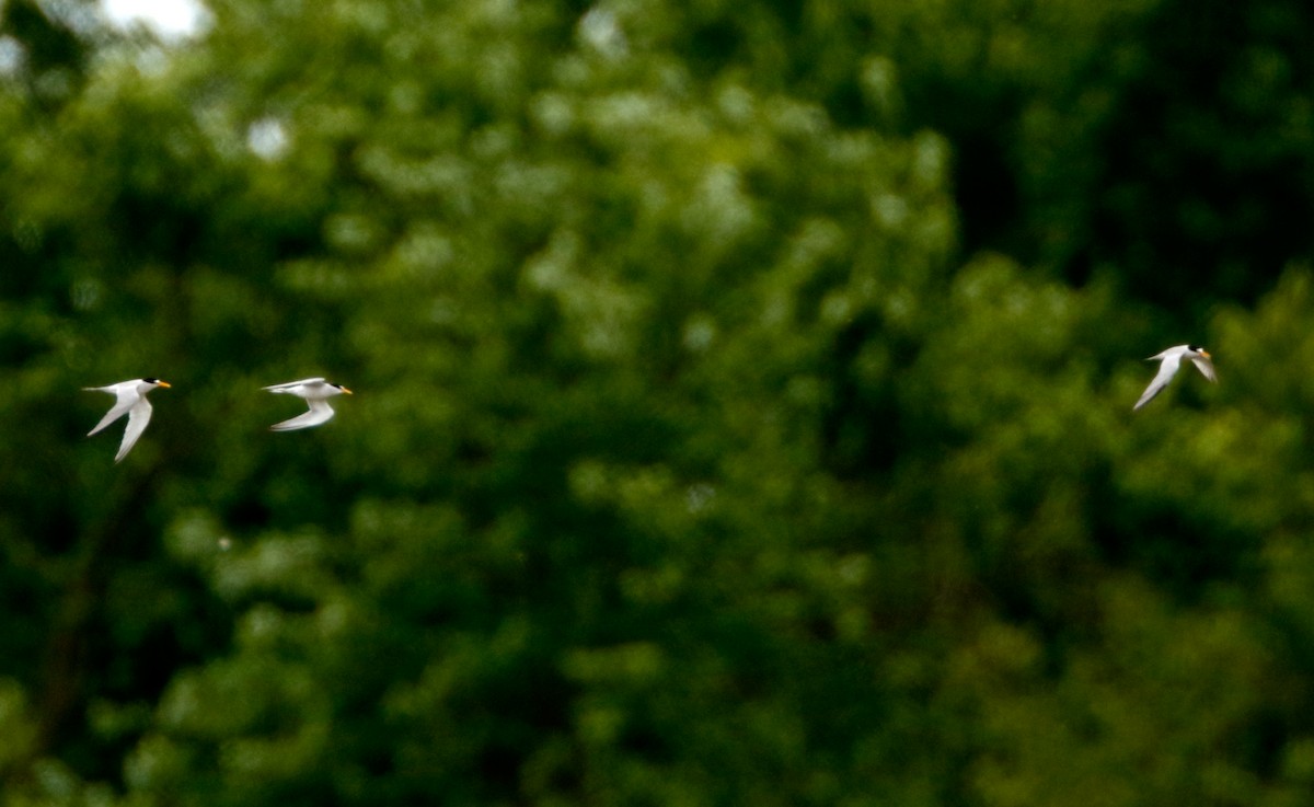 Least Tern - Michael Brown