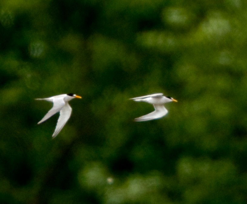 Least Tern - Michael Brown