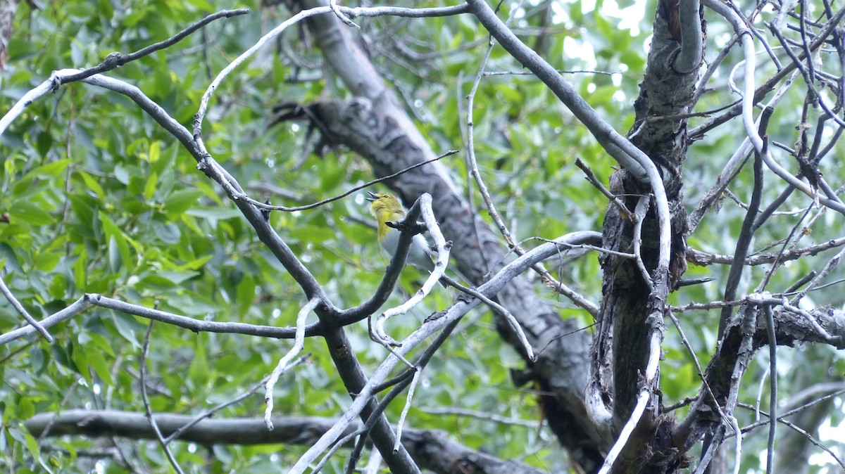 Yellow-throated Vireo - Ernie McKenzie