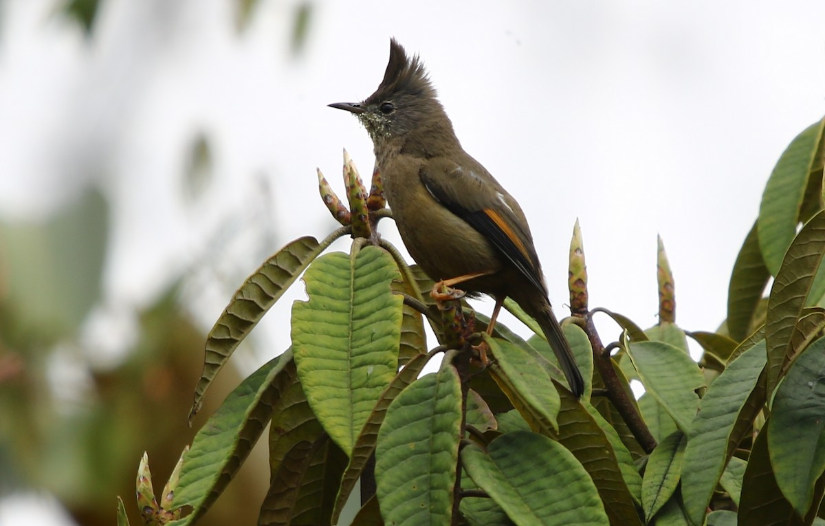 Stripe-throated Yuhina - ML163924271