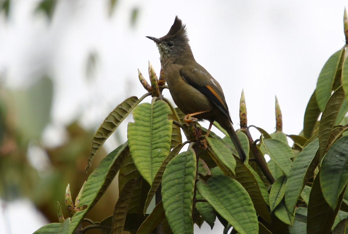 Stripe-throated Yuhina - ML163924281