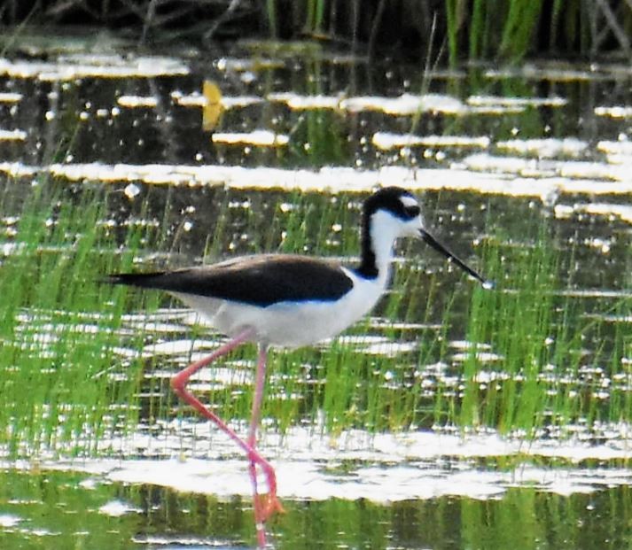 Black-necked Stilt - ML163924301