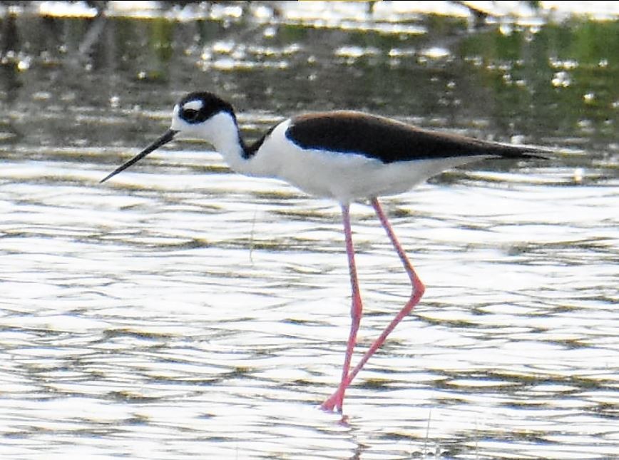 Black-necked Stilt - ML163924321