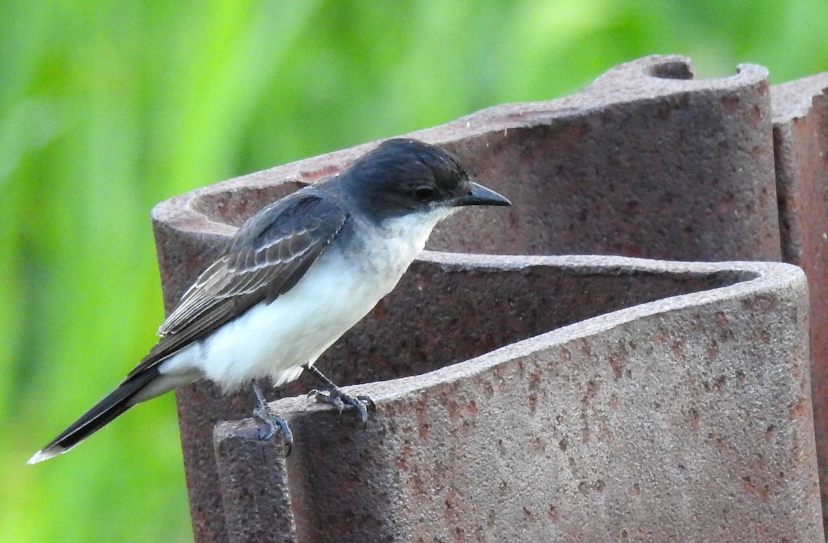 Eastern Kingbird - Eric Haskell