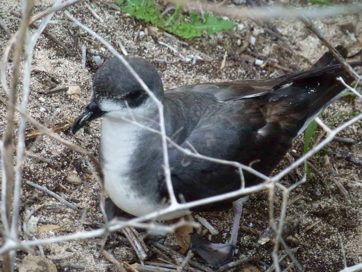 Black-winged Petrel - Nige Hartley