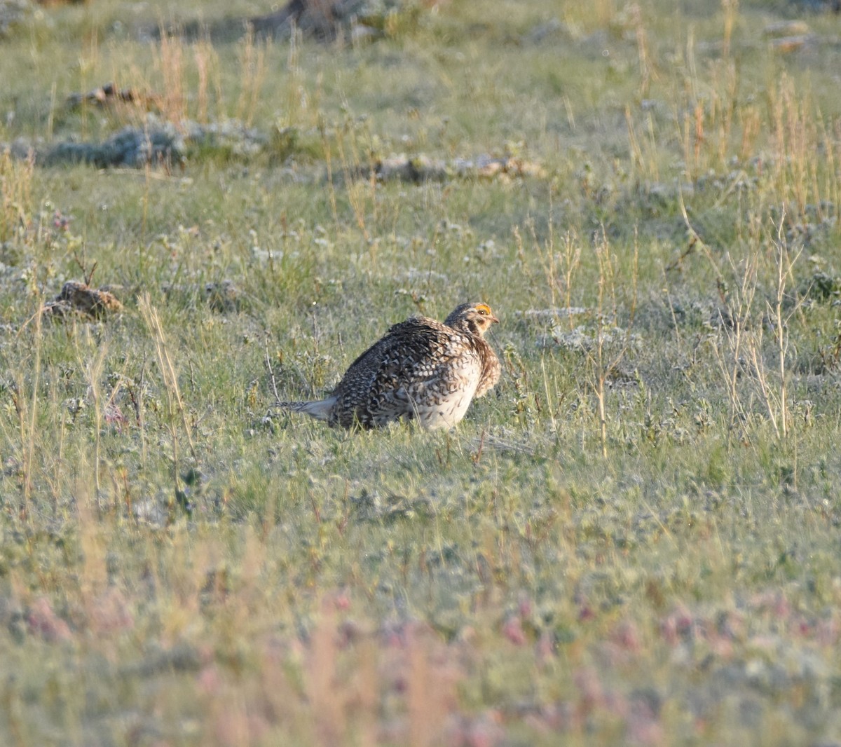 Sharp-tailed Grouse - ML163926721