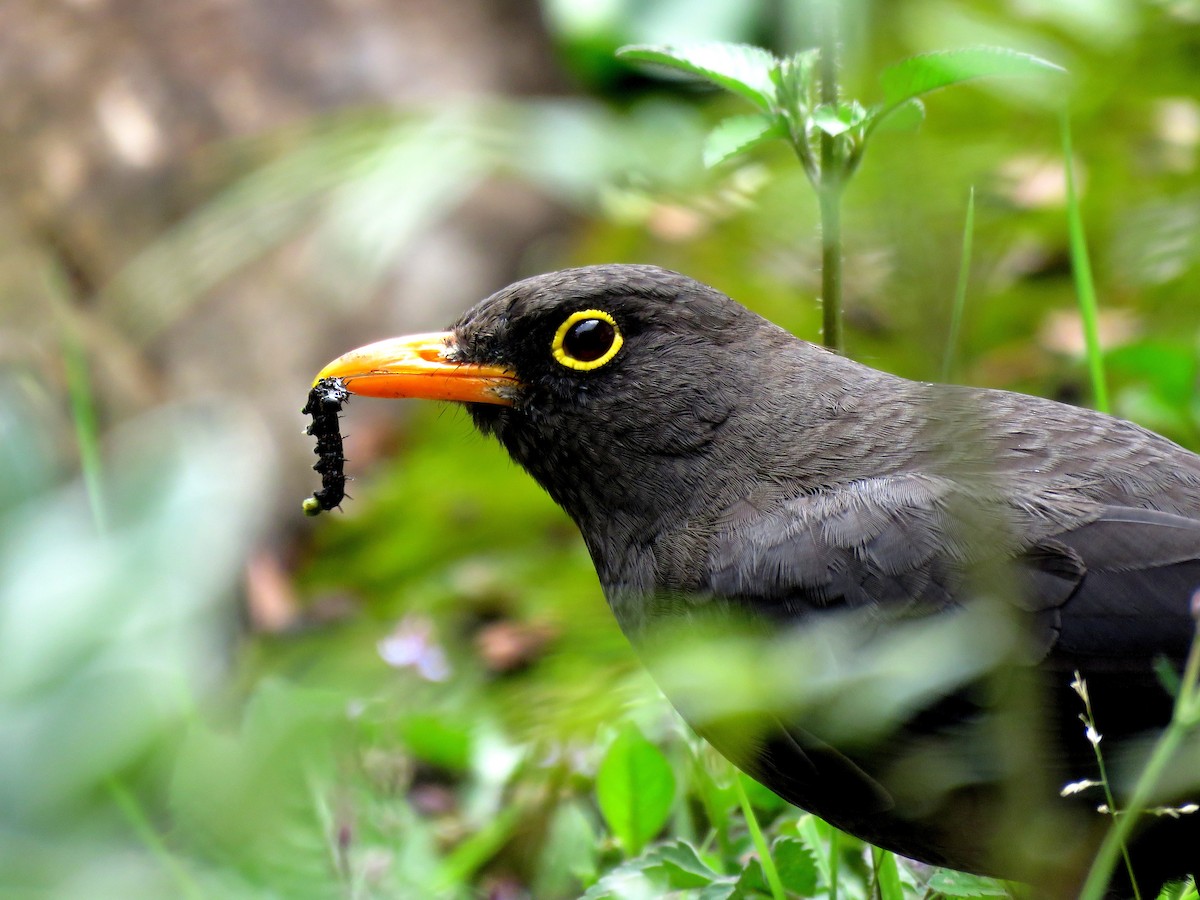 Great Thrush - ML163928421