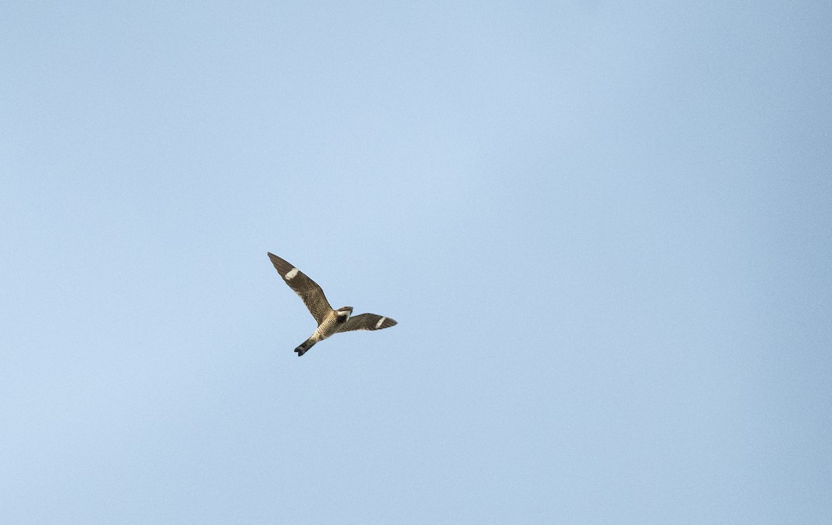 Common Nighthawk - Ian Routley