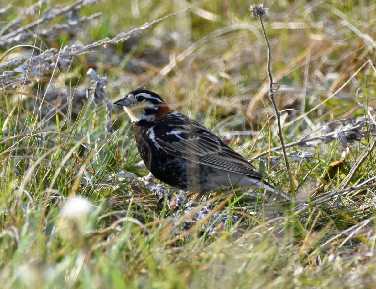 Chestnut-collared Longspur - ML163928551