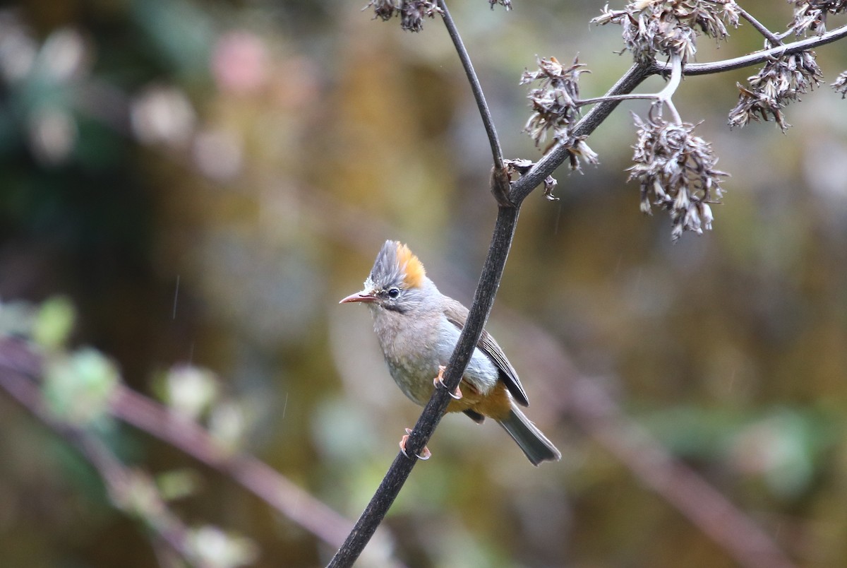 Rufous-vented Yuhina - Bhaarat Vyas