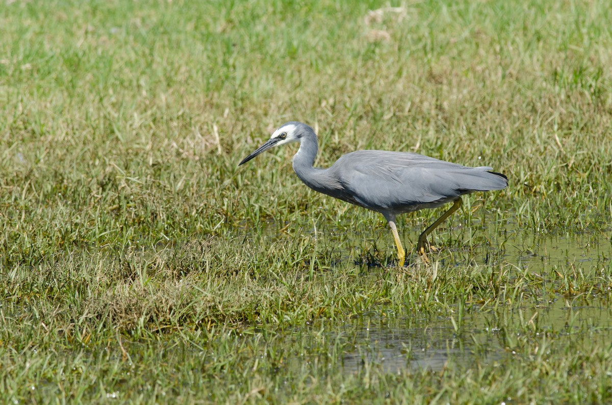 White-faced Heron - Nige Hartley