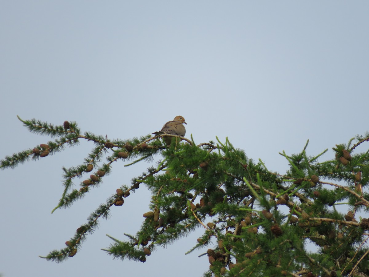 Mourning Dove - ML163929701