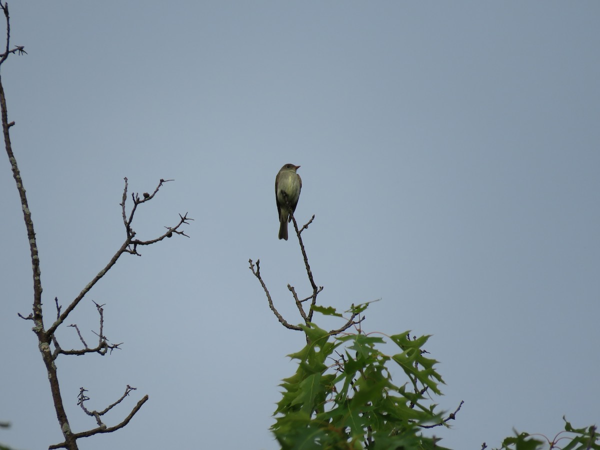 Eastern Wood-Pewee - ML163929761
