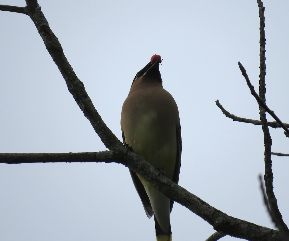 Cedar Waxwing - ML163929841