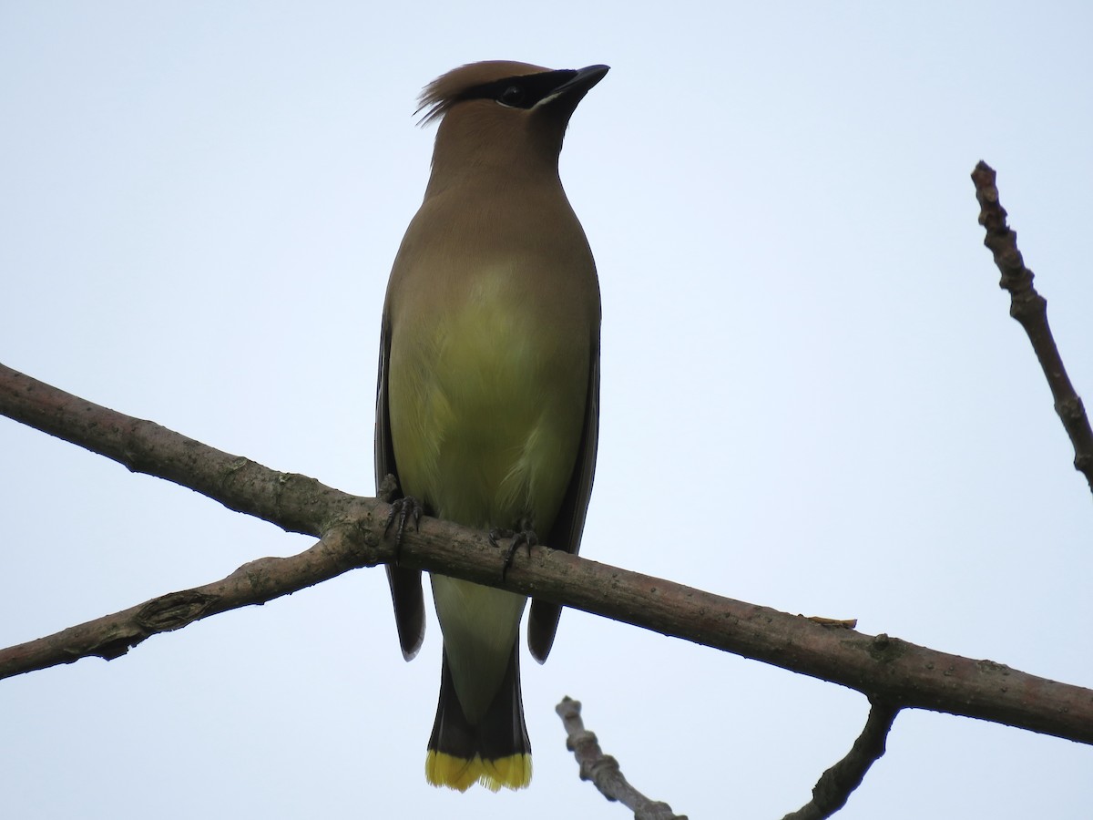 Cedar Waxwing - ML163929851