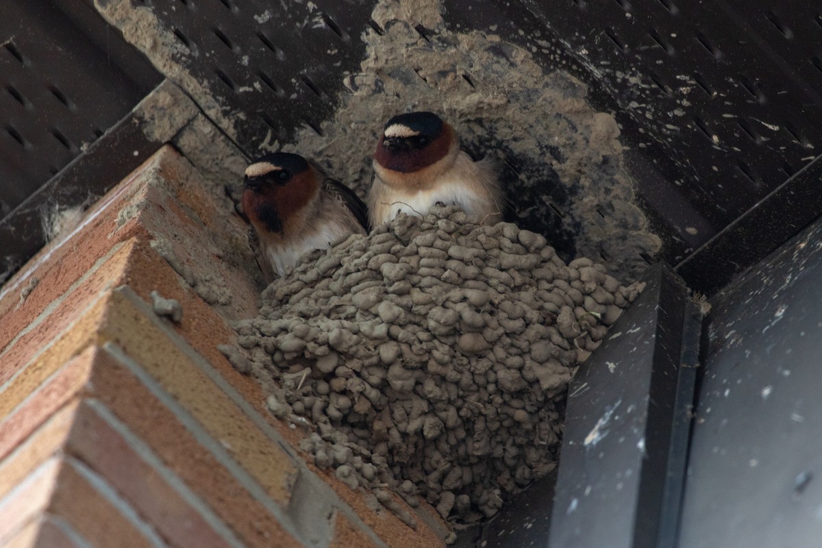 Cliff Swallow - Karine Cloutier