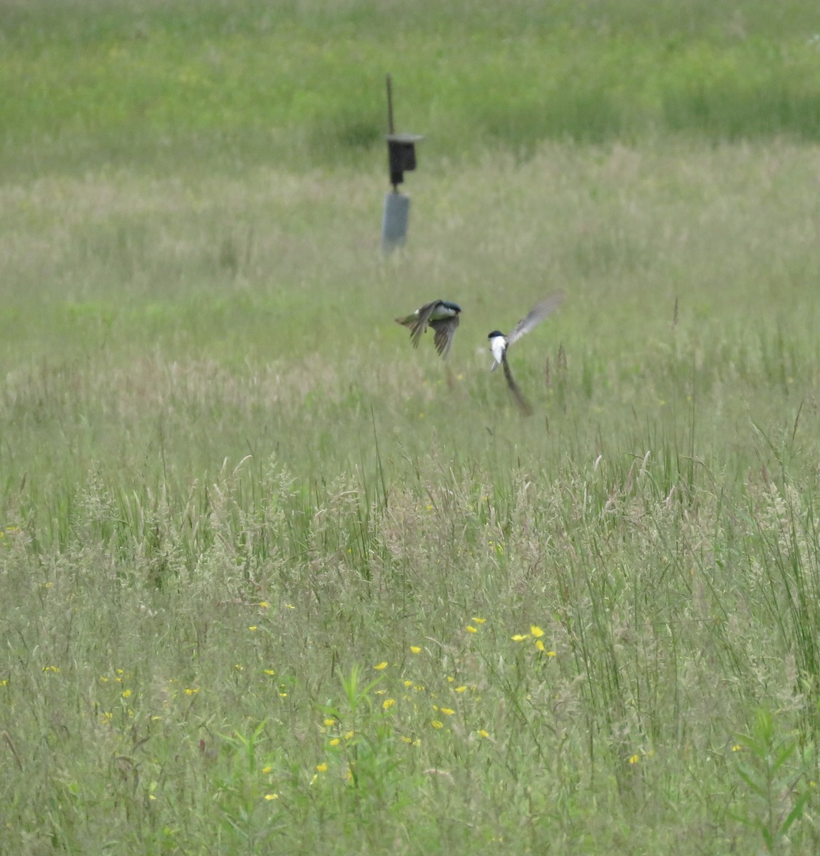 Tree Swallow - ML163929961