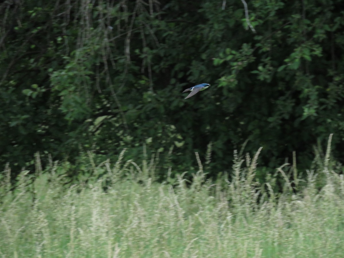 Tree Swallow - ML163929971