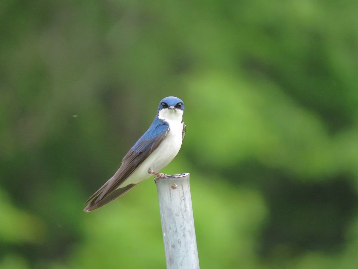 Tree Swallow - ML163929981
