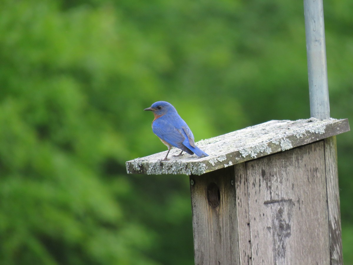 Eastern Bluebird - ML163930021