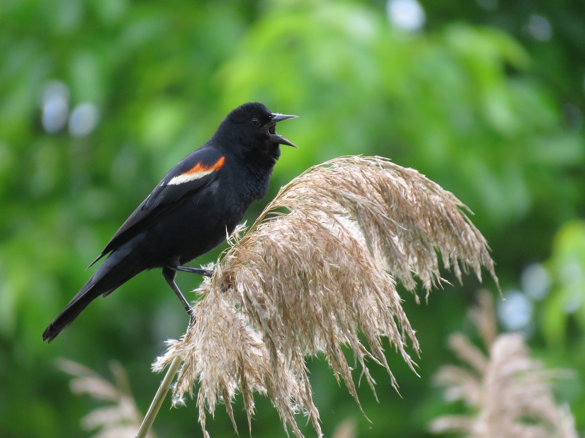 Red-winged Blackbird - ML163930151