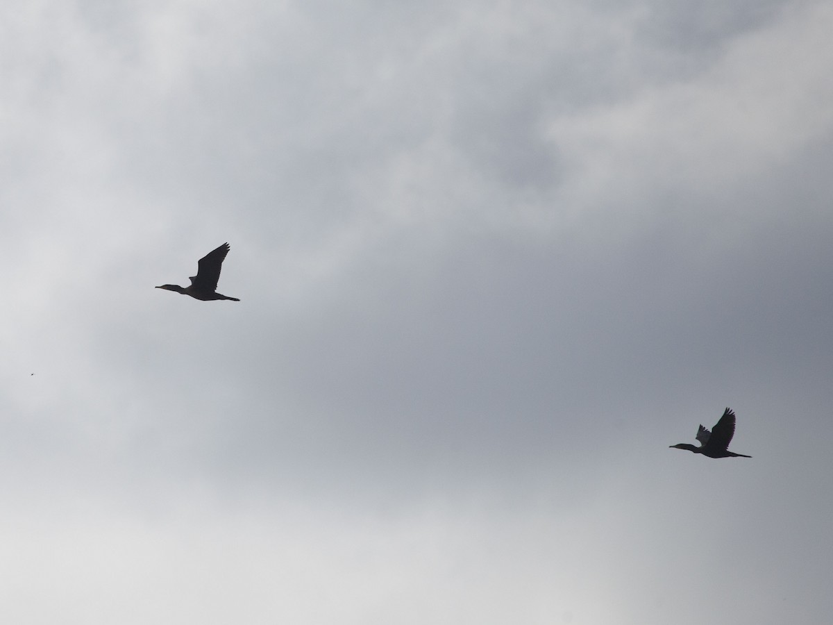 Double-crested Cormorant - ML163930391