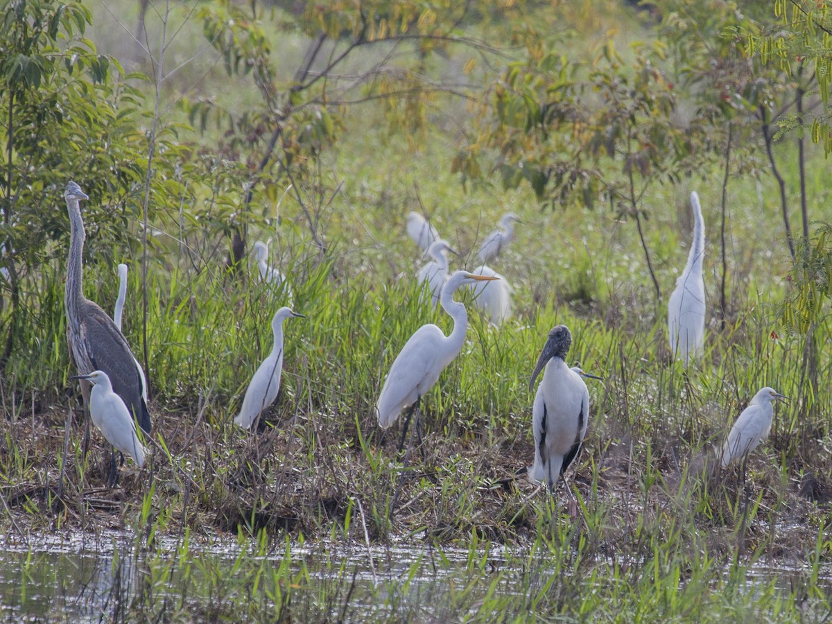 Wood Stork - ML163930501