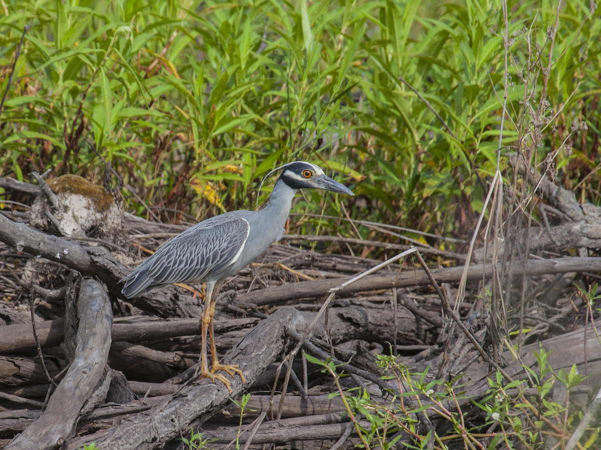 Yellow-crowned Night Heron - ML163930581