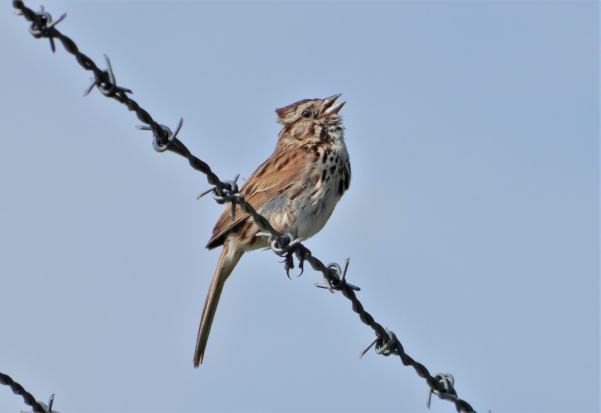 Song Sparrow - Peter Zika