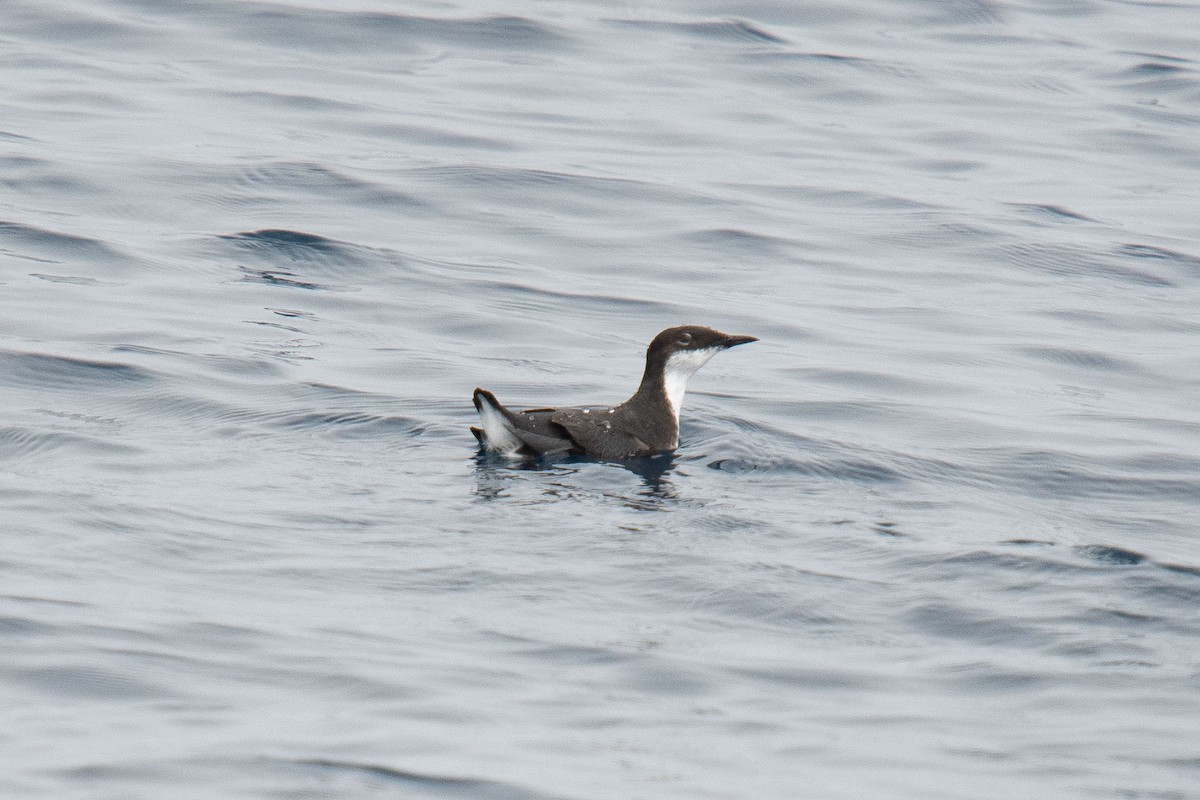 Craveri's Murrelet - ML163931491