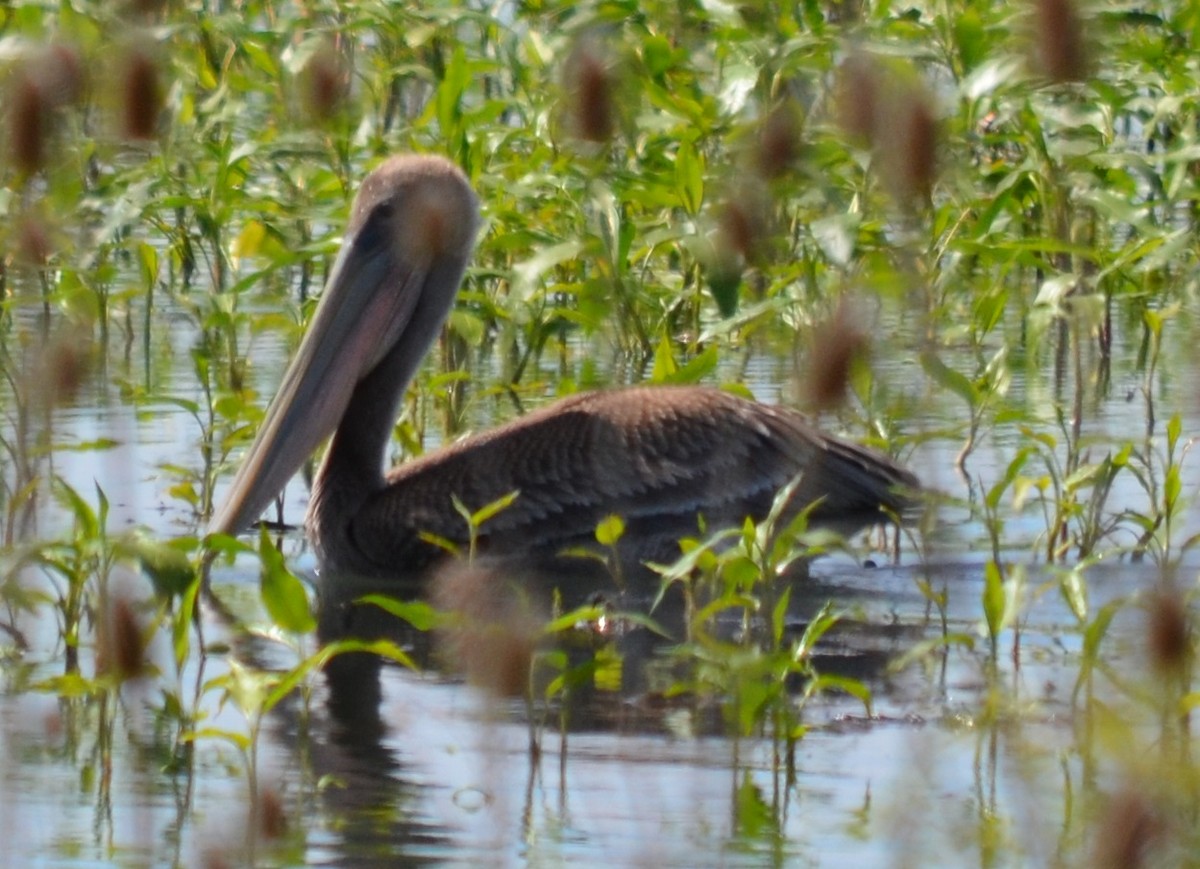 Brown Pelican - ML163932351