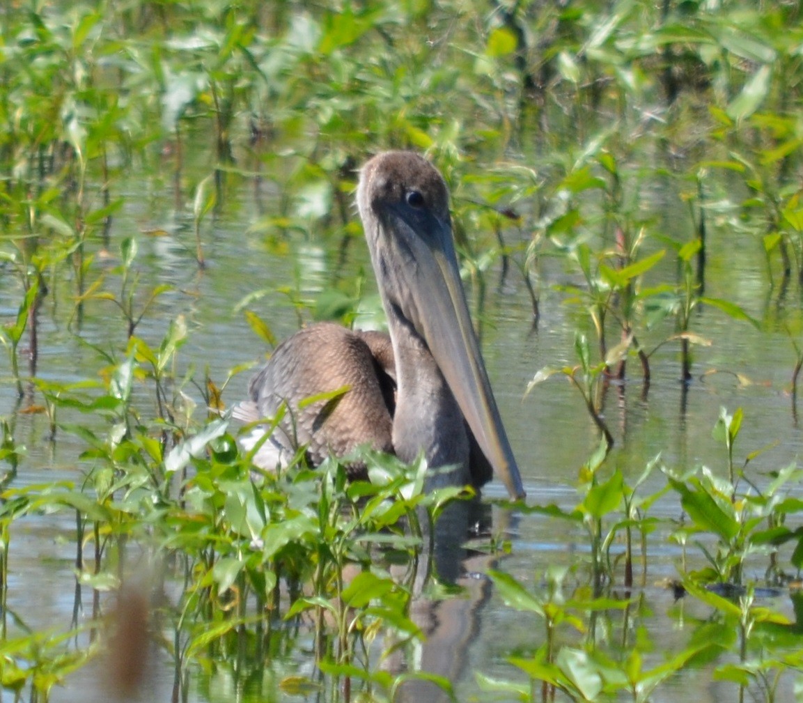 Brown Pelican - ML163932391