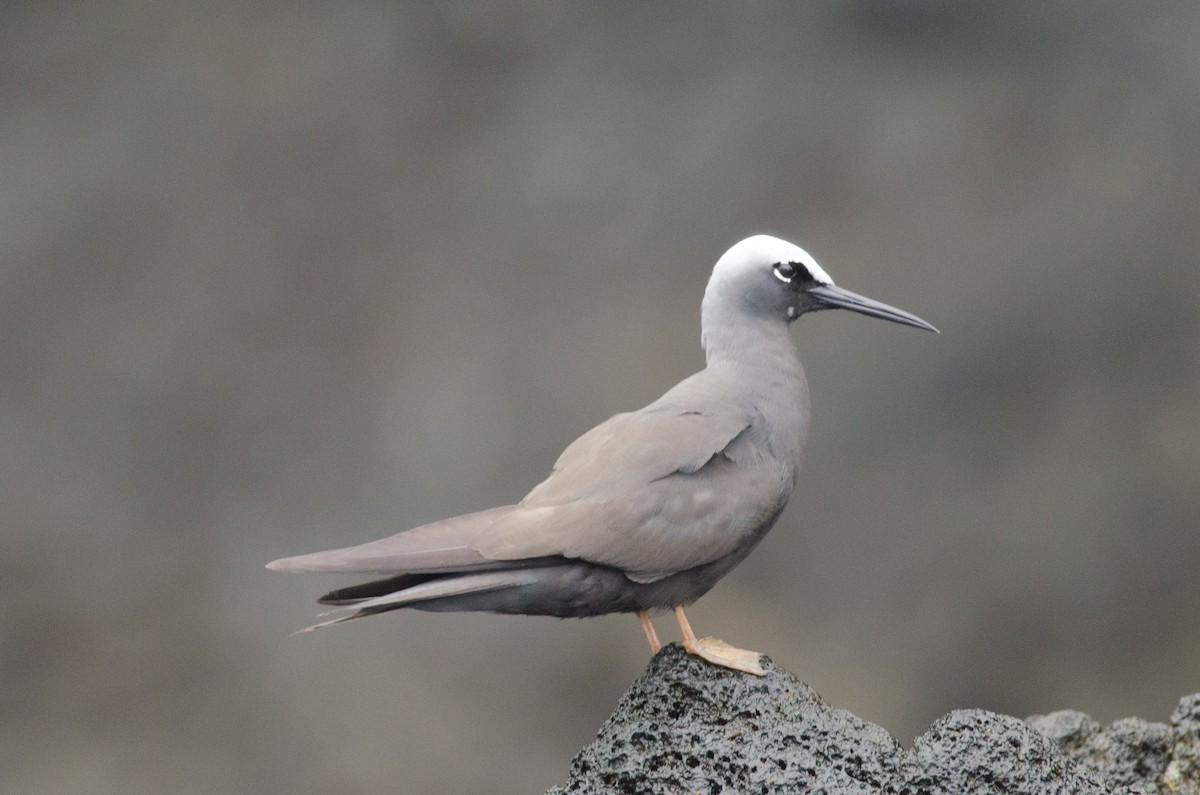 Black Noddy - Nige Hartley