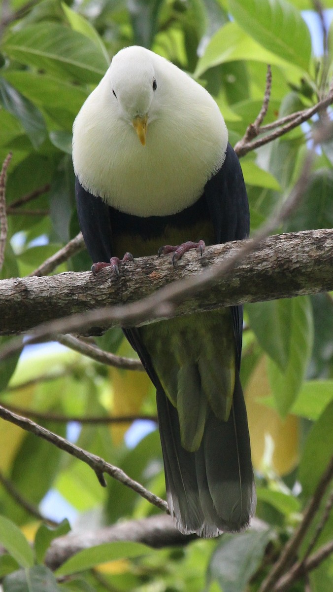 Black-backed Fruit-Dove - ML163933321