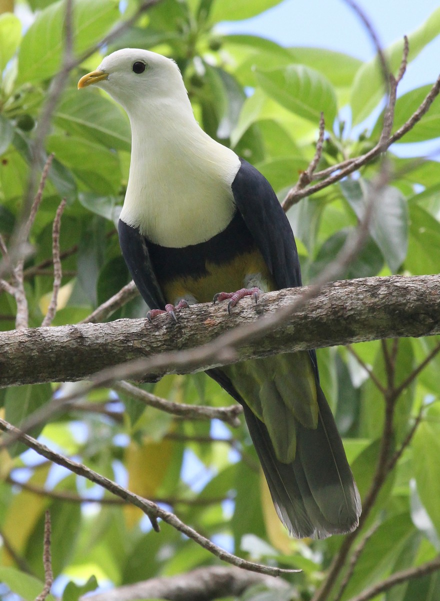 Black-backed Fruit-Dove - ML163933351