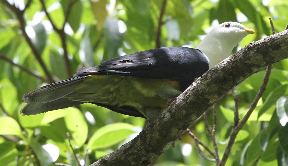 Black-backed Fruit-Dove - ML163933361