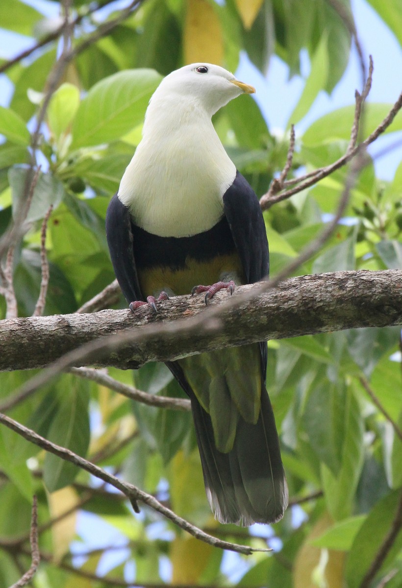 Black-backed Fruit-Dove - ML163933371