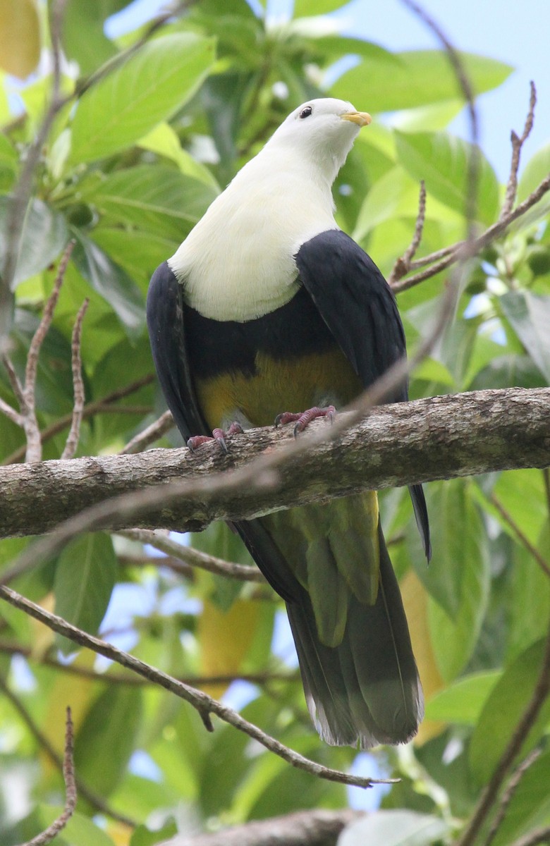 Black-backed Fruit-Dove - ML163933381