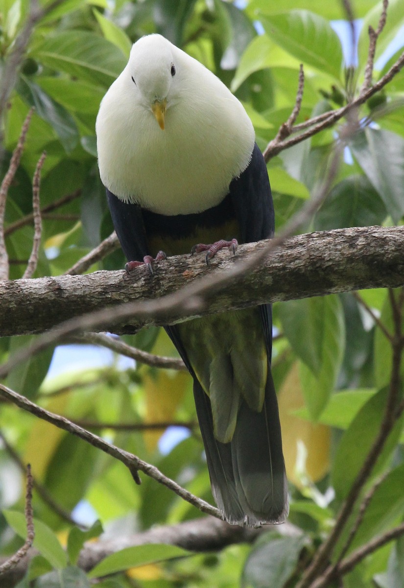 Black-backed Fruit-Dove - ML163933401