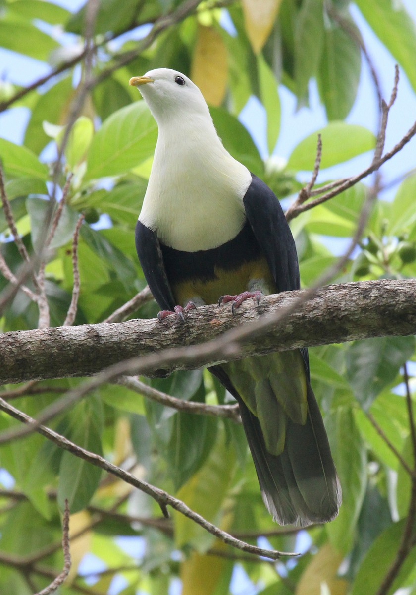 Black-backed Fruit-Dove - ML163933421