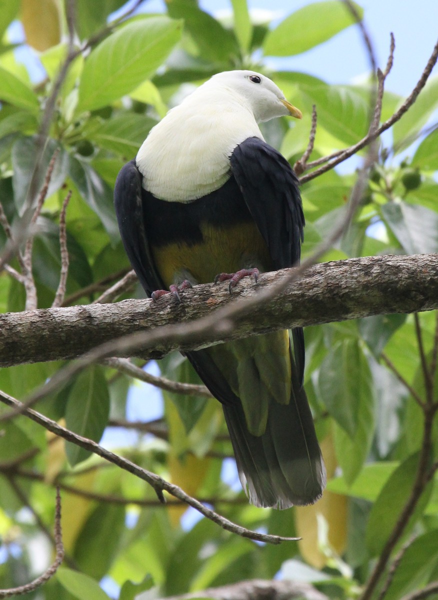 Black-backed Fruit-Dove - ML163933431