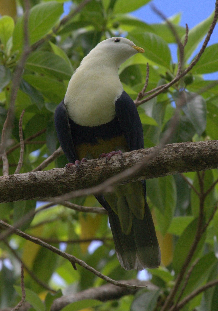 Black-backed Fruit-Dove - ML163933441