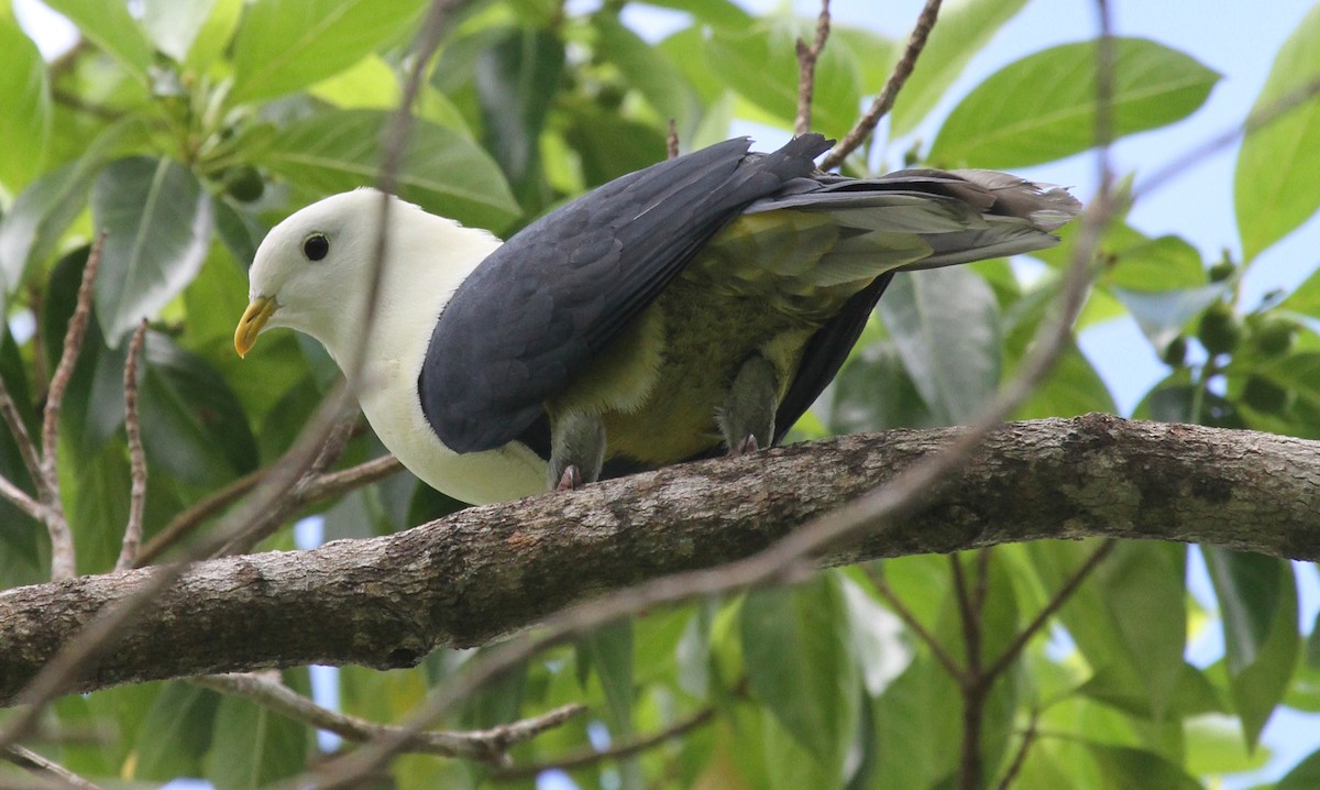 Black-backed Fruit-Dove - ML163933501